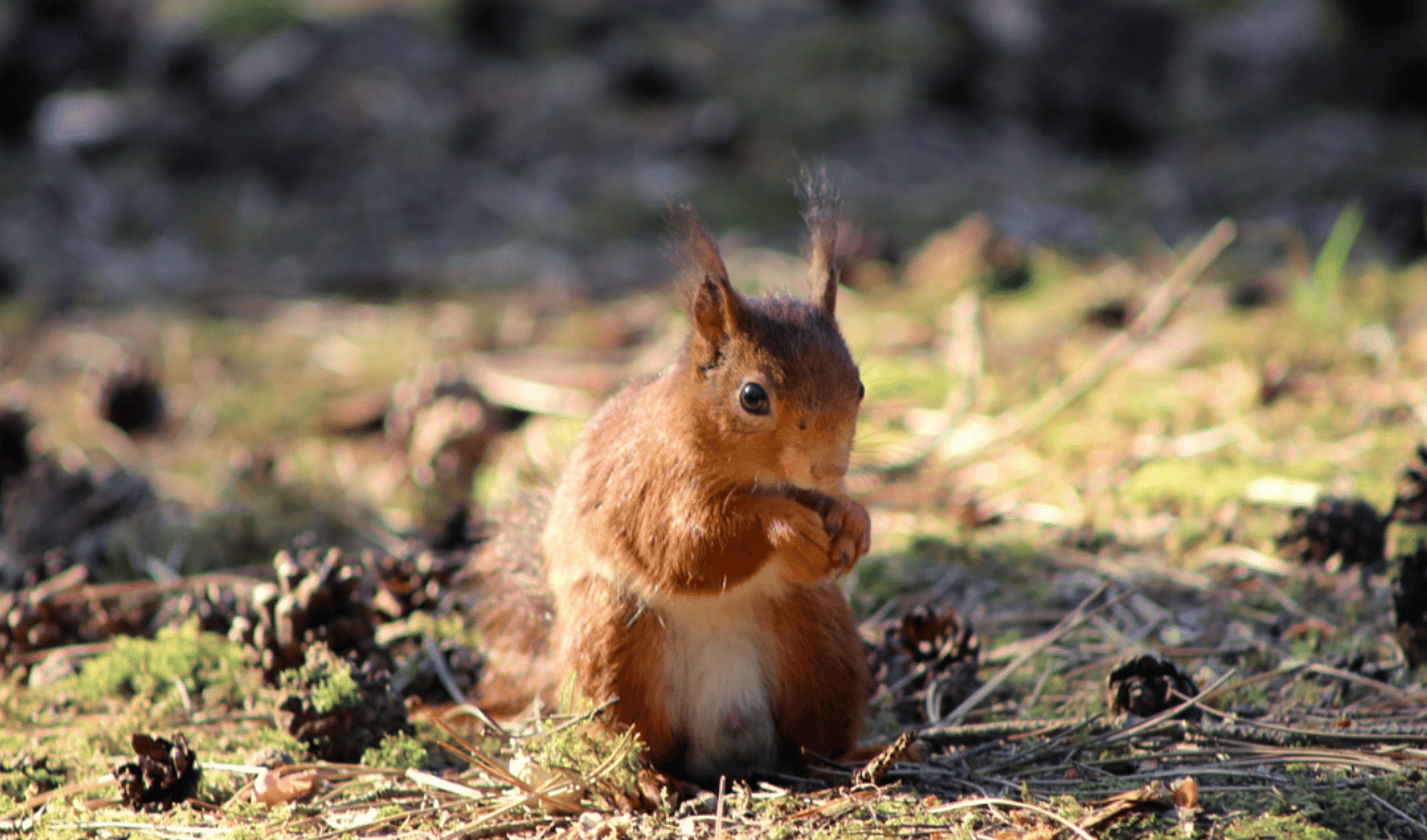 Sefton residents urged to help red squirrels with simple steps amid pox outbreak