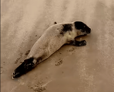 A young seal on Formby Beach
