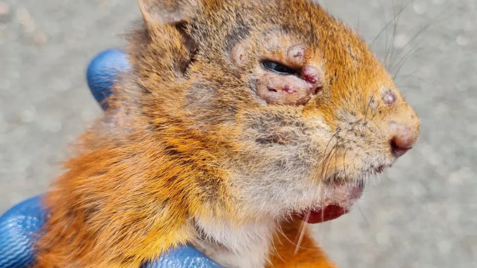 A squirrel with squirrel pox
