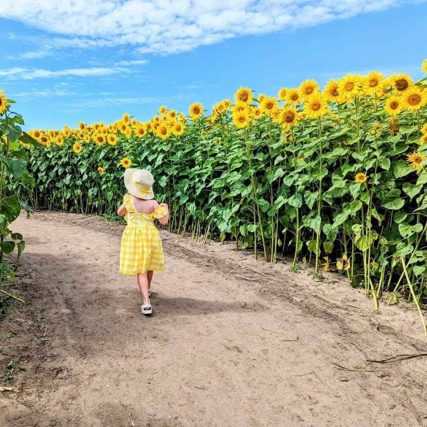 Sunflower Stroll Opens!